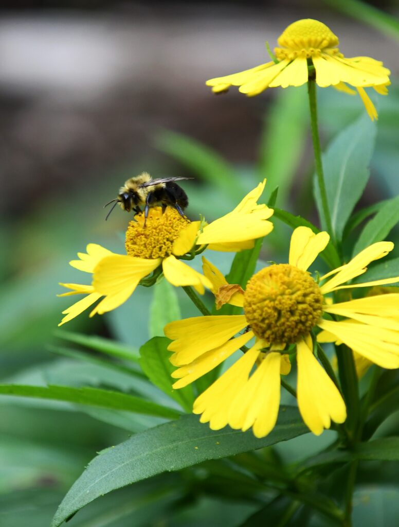 The Sunny Meadow Native Garden currently features 15 flowering perennials and six different types of grasses.